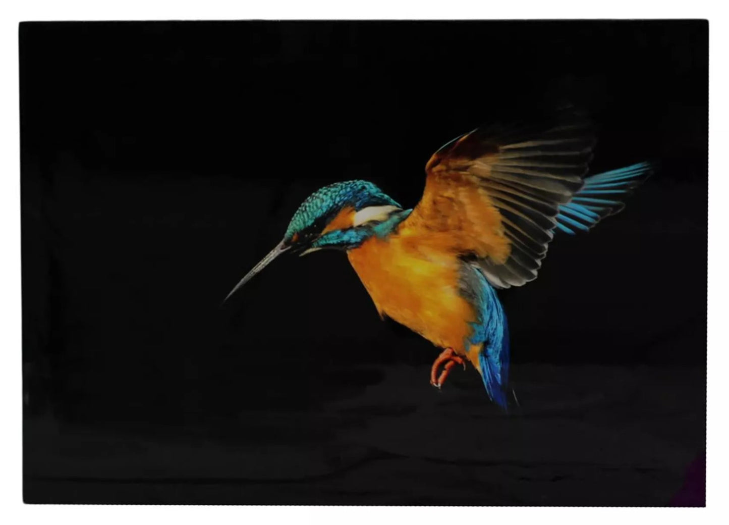 Muurkunst ijsvogel canvas